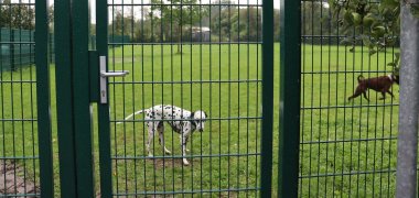 Dogs in the fenced exercise area