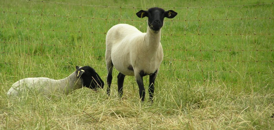 2 sheep on the pasture