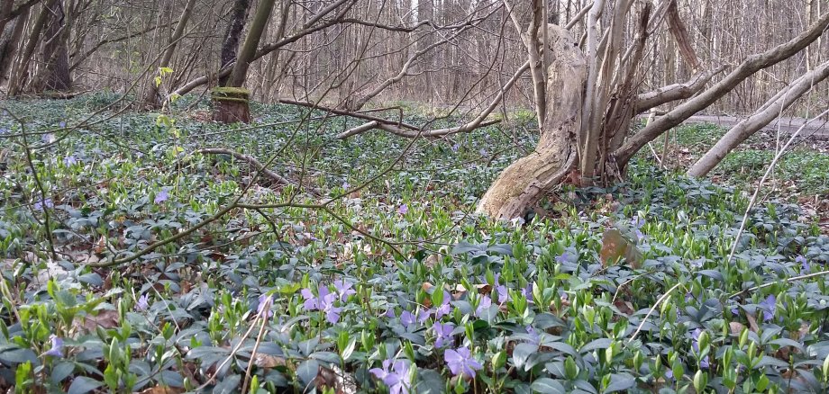 Forest with ground cover