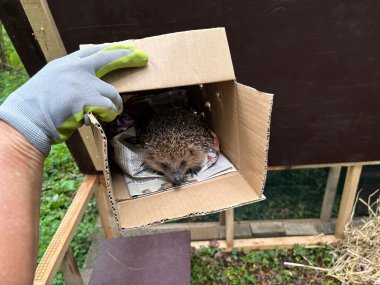 Hedgehog in cardboard