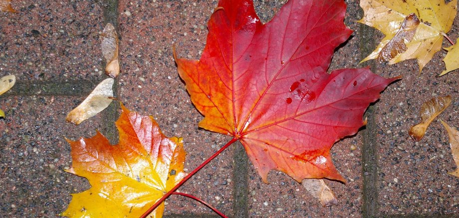 Leaves on plaster