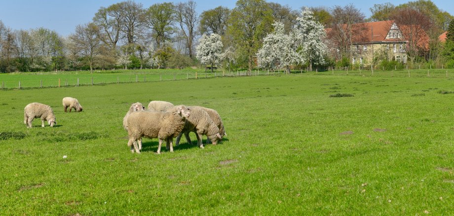 Schafe auf einer Wiese