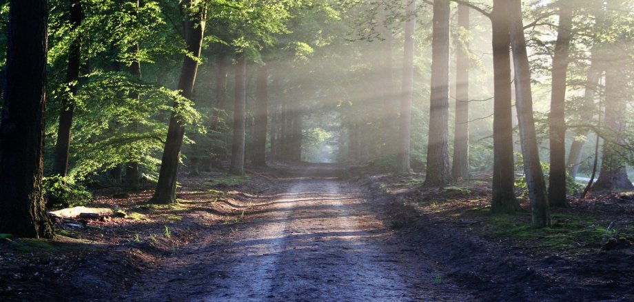 Wald mit Licht